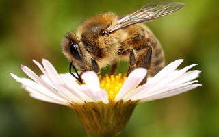 Пчелиный воск: польза и вред, лечение и применение в домашних условиях