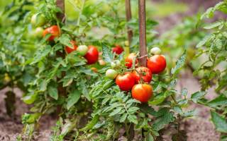 Как вырастить помидоры без рассады