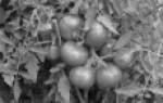 Раннеспелые сорта томатов для открытого грунта