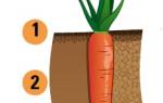 Выращивание моркови столовой