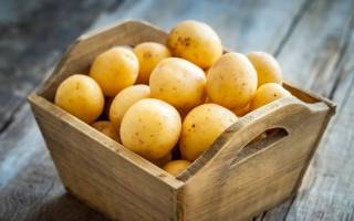 Лечение болезни клубней картофеля