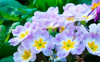 Бордюрные и низкорослые однолетние цветы: фото и названия