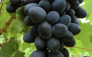 Виноград Атос: описание сорта, фото, отзывы