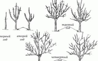 Обрезка колоновидной яблони весной: видео для начинающих и инструкция