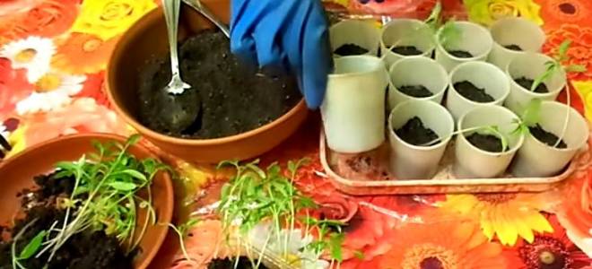 Правильный уход за рассадой томатов после пикировки