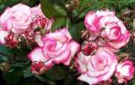 Плетистая роза Хендель: посадка и уход