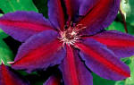 Клематис крупноцветковый Вайлдфаер: фото и описание