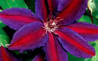 Клематис крупноцветковый Вайлдфаер: фото и описание