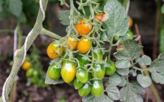 Как правильно удобрять помидоры кальцием