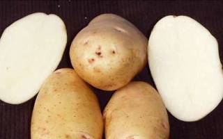 Картофель Весна: характеристика сорта, отзывы, урожайность