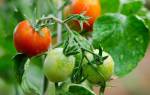 Подкормка томатов органическими удобрениями