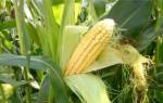 Как хранить кукурузу в початках и зерне: сушка на зиму