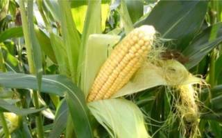 Как хранить кукурузу в початках и зерне: сушка на зиму