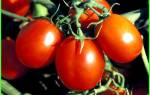 Крупные кистевые помидоры для теплиц