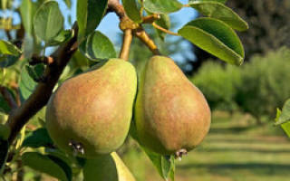 Гниют и трескаются плоды груши на дереве: что делать