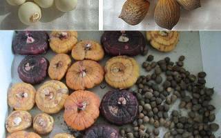 Как правильно вырастить гладиолусы из луковиц
