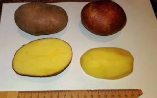 Сорт картофеля Вектор: характеристика и отзывы