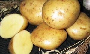 Сорт картофеля Лорх: отзывы, характеристика, вкусовые качества