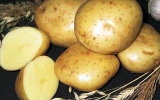 Сорт картофеля Лорх: отзывы, характеристика, вкусовые качества
