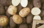 Картофель Янка (Яна): отзывы и характеристика сорта, урожайность