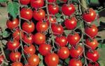 Выращивание помидоров Черри