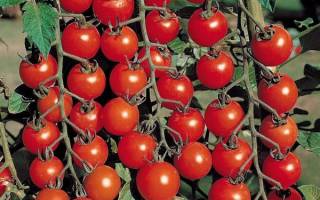 Выращивание помидоров Черри