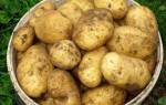 Картофель Сиреневый туман: описание сорта, фото, отзывы
