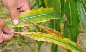 Подкормка кукурузы: нормы, карбамидом, селитрой, цинковыми удобрениями
