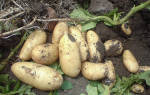 Картофель Импала: характеристика, фото