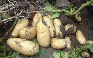 Картофель Импала: характеристика, фото