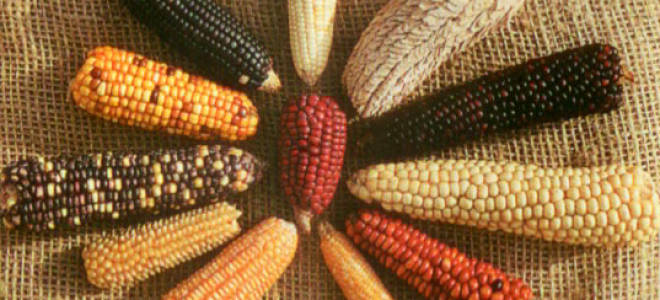 Кукуруза для попкорна: из каких сортов делают, выращивание