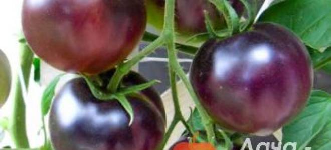 Томат Голубая лагуна: описание сорта, отзывы и фото