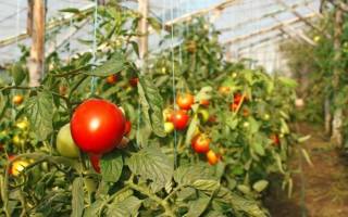 Сроки высадки рассады помидор в теплицу