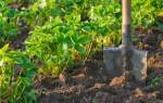 Выращивание садовой клубники
