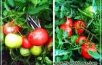 Непасынкуемые сорта томатов