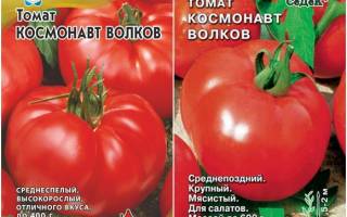 Томат Космонавт Волков: характеристика и описание сорта