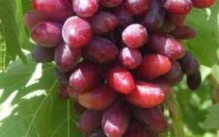 Виноград Изюминка: описание сорта, фото, отзывы