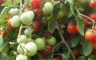 Как выращивать ампельные помидоры