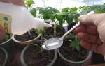 Как поливать рассаду перекисью водорода
