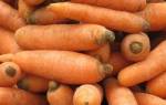 Выращивание моркови в Подмосковье