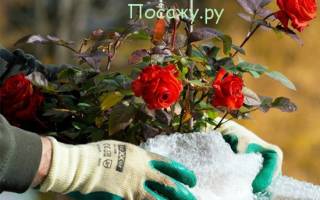 Как укрыть розы на зиму в Подмосковье
