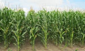 Кукуруза: овощ или фрукт, характеристика, происхождение и строение