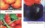Высаживаем в Сибири томаты в теплицу