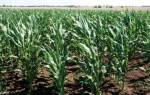 Гербицид для кукурузы: выбор и применение