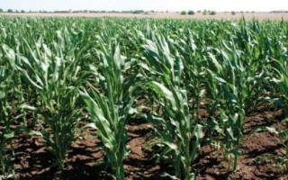 Гербицид для кукурузы: выбор и применение
