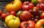 Крупноплодные сорта томатов