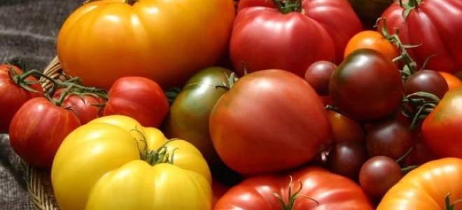 Крупноплодные сорта томатов