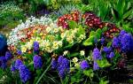 Неприхотливые цветы многолетники для сада