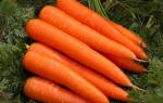 Сорта моркови с тупым кончиком