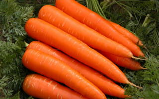 Сорта моркови с тупым кончиком